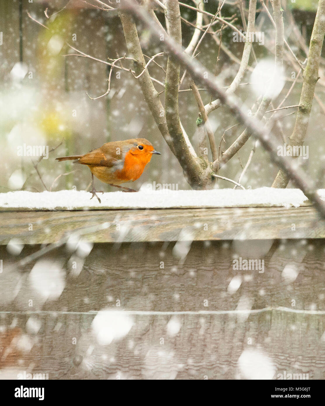An outdoor shoot of a robin in the snow for christmas. Photographer Claire Allen LRPS, Devizes, Wiltshire Stock Photo