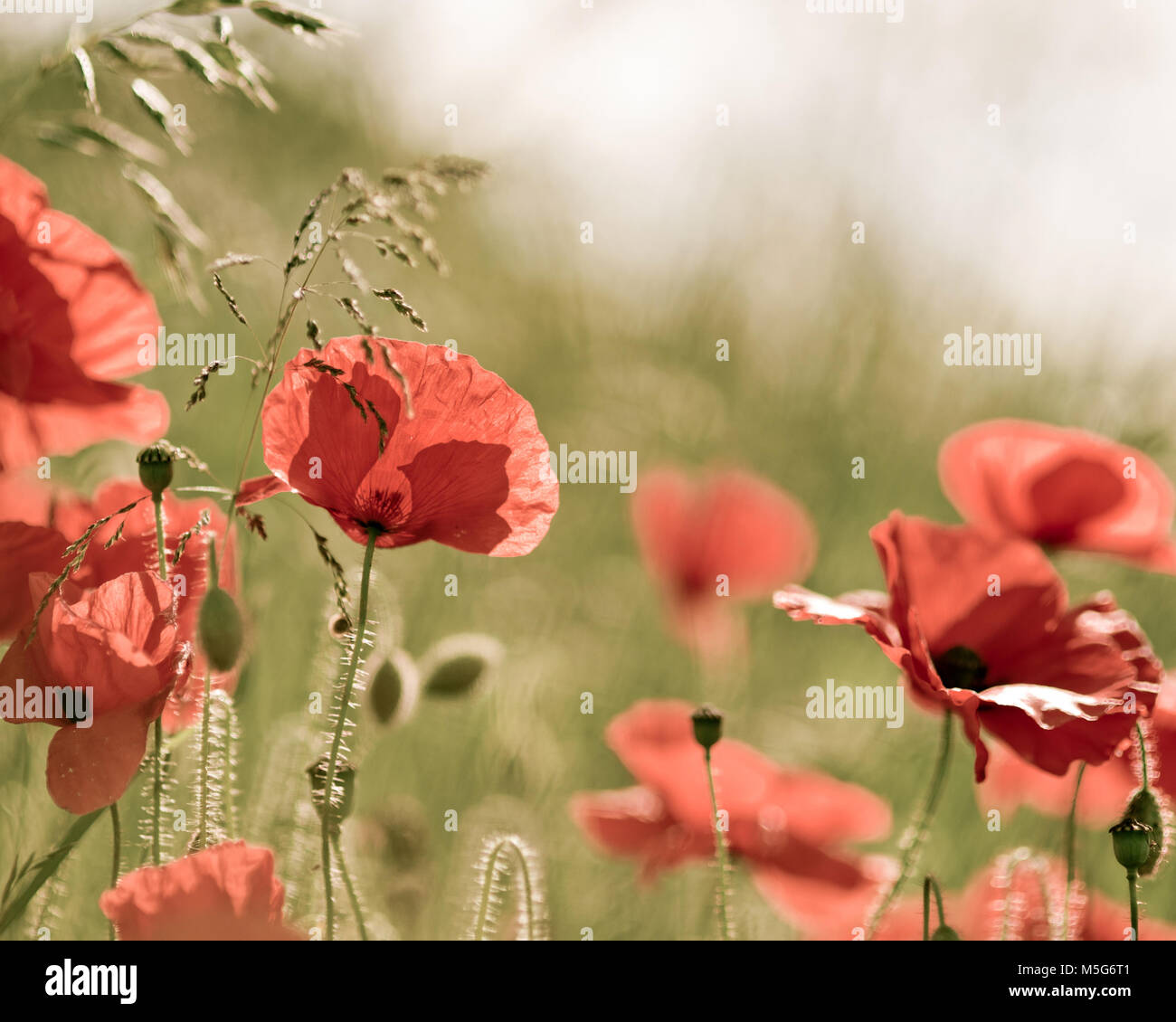 A location shoot of poppies by Claire Allen LRPS in Devizes, Wiltshire. www.wiltshireartandphotography.co.uk Stock Photo