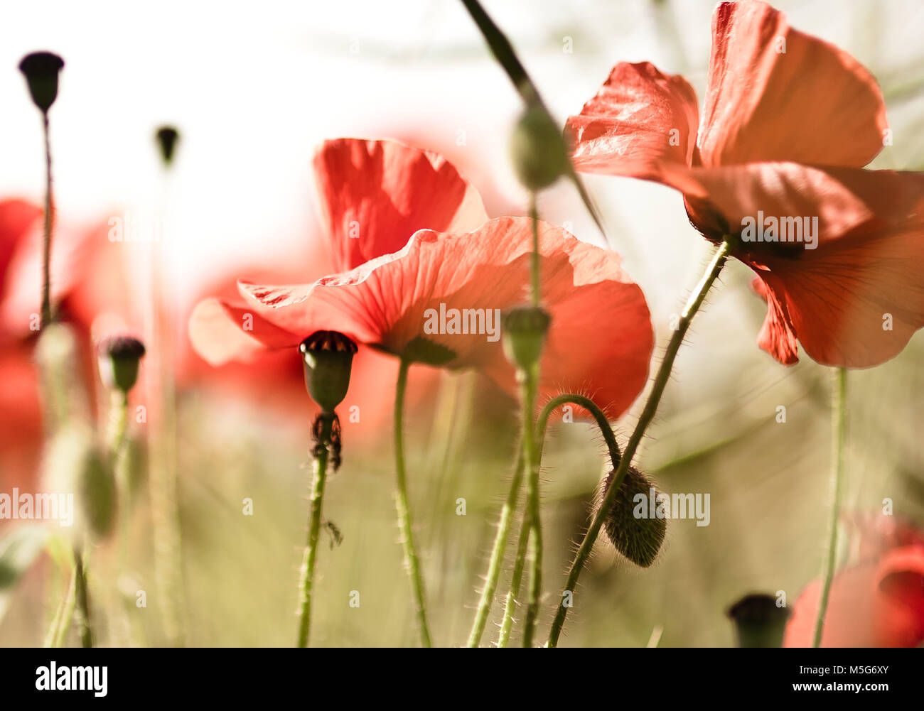 A location shoot of poppies by Claire Allen LRPS in Devizes, Wiltshire. www.wiltshireartandphotography.co.uk Stock Photo