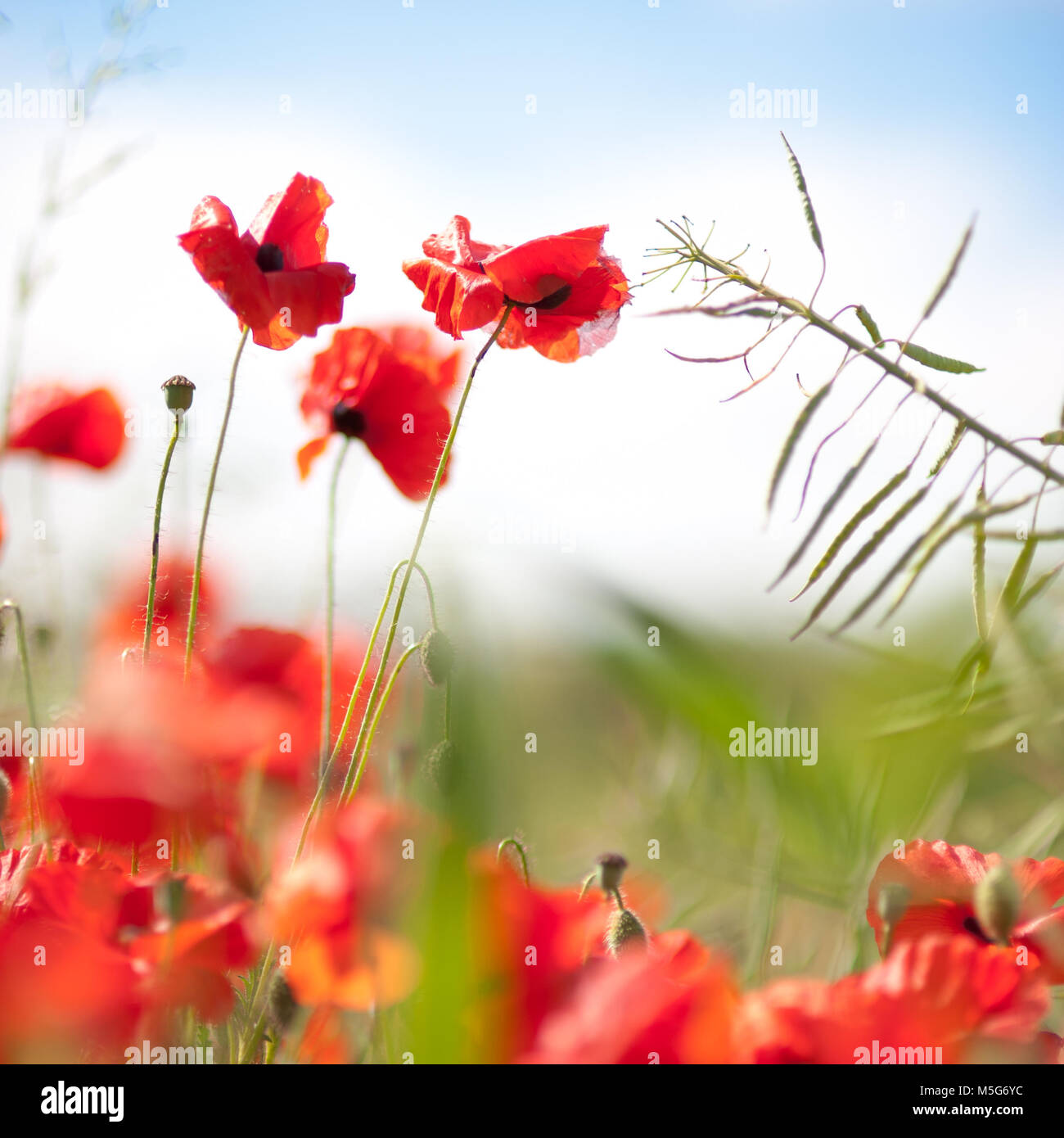 A location shoot of poppies by Claire Allen LRPS in Devizes, Wiltshire. www.wiltshireartandphotography.co.uk Stock Photo