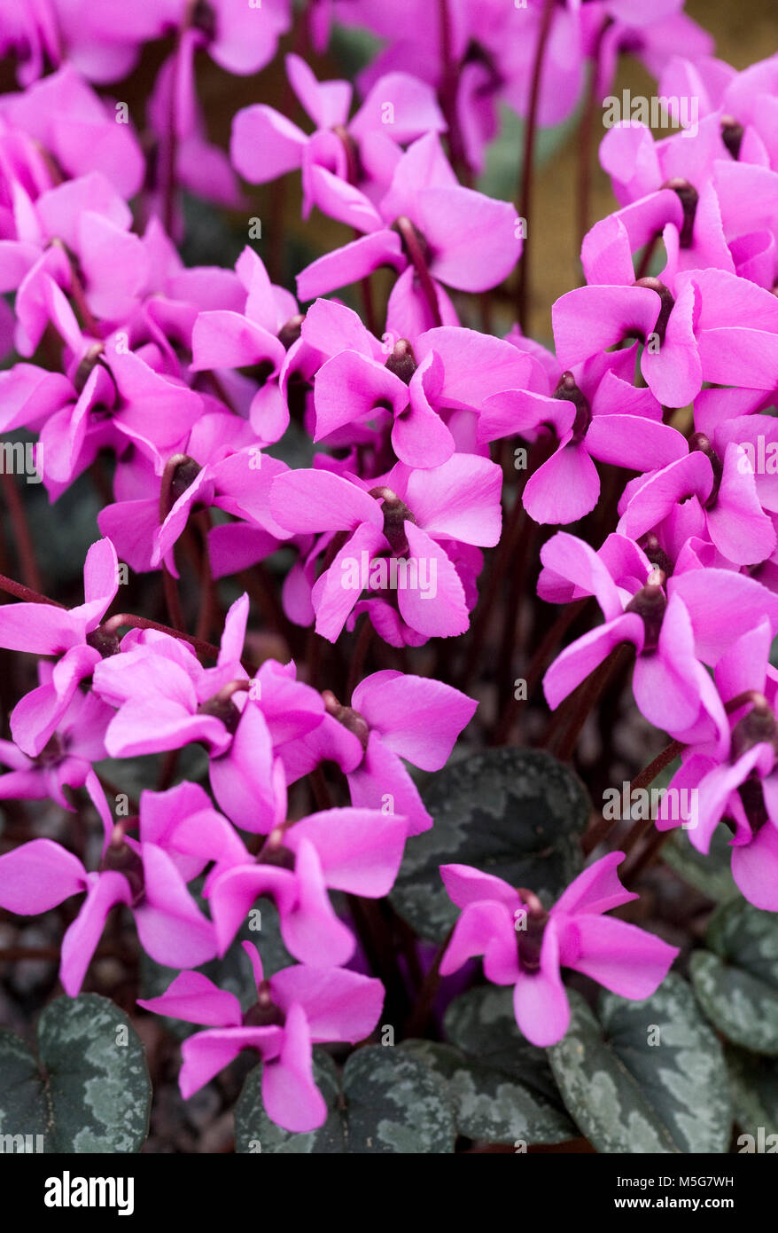 Cyclamen alpinum flowers growing in a protected environment. Stock Photo