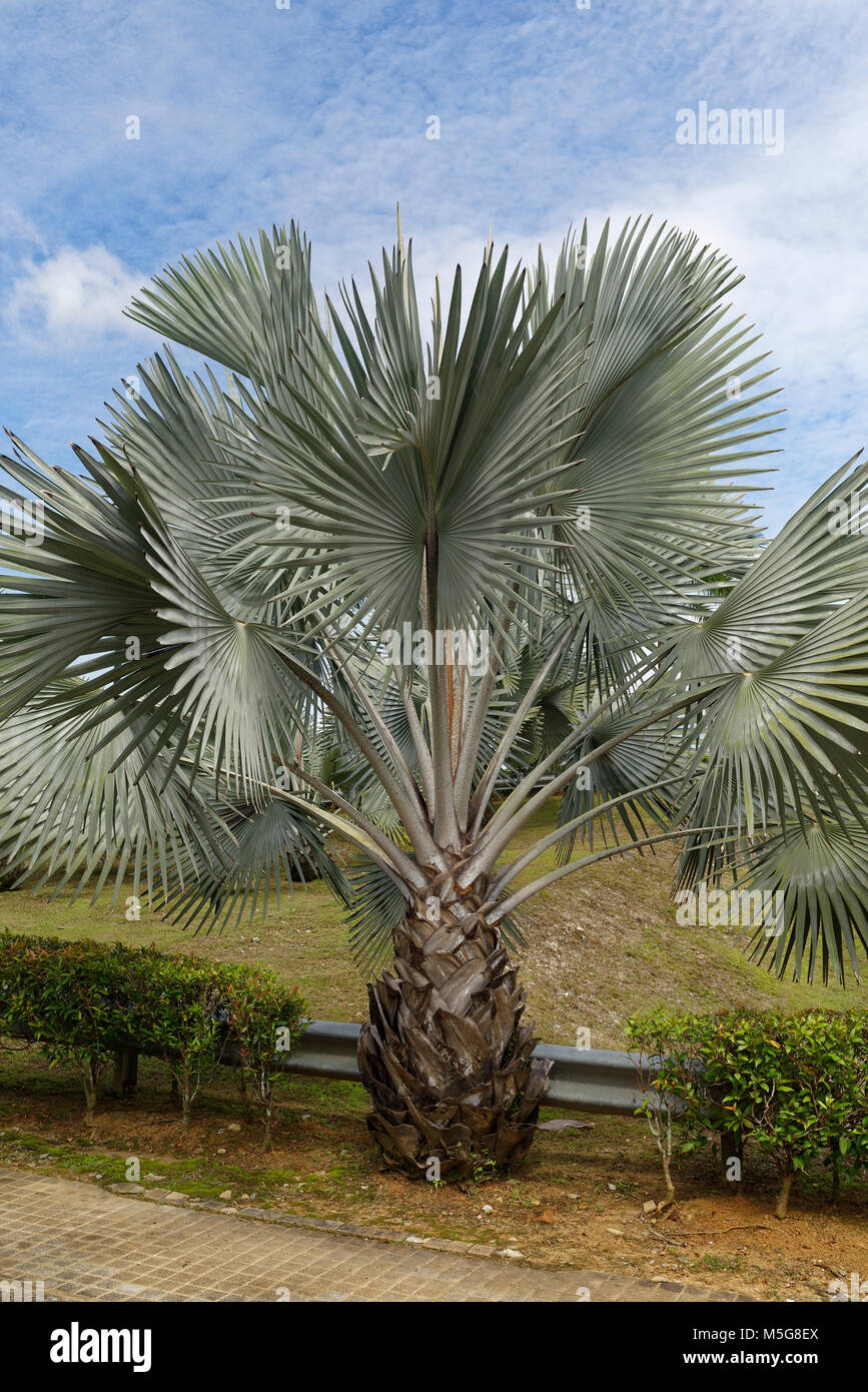 Spiky palm tree and thick trunk, Kuching, Malaysia Stock Photo