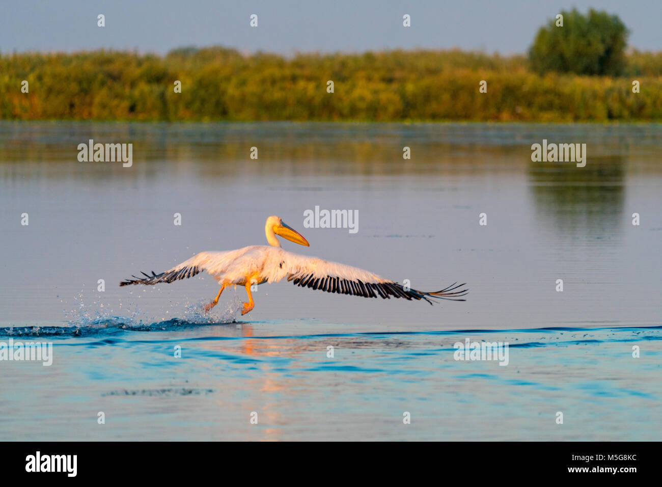 Pelican fying at sunrise in Danube Delta1 Stock Photo