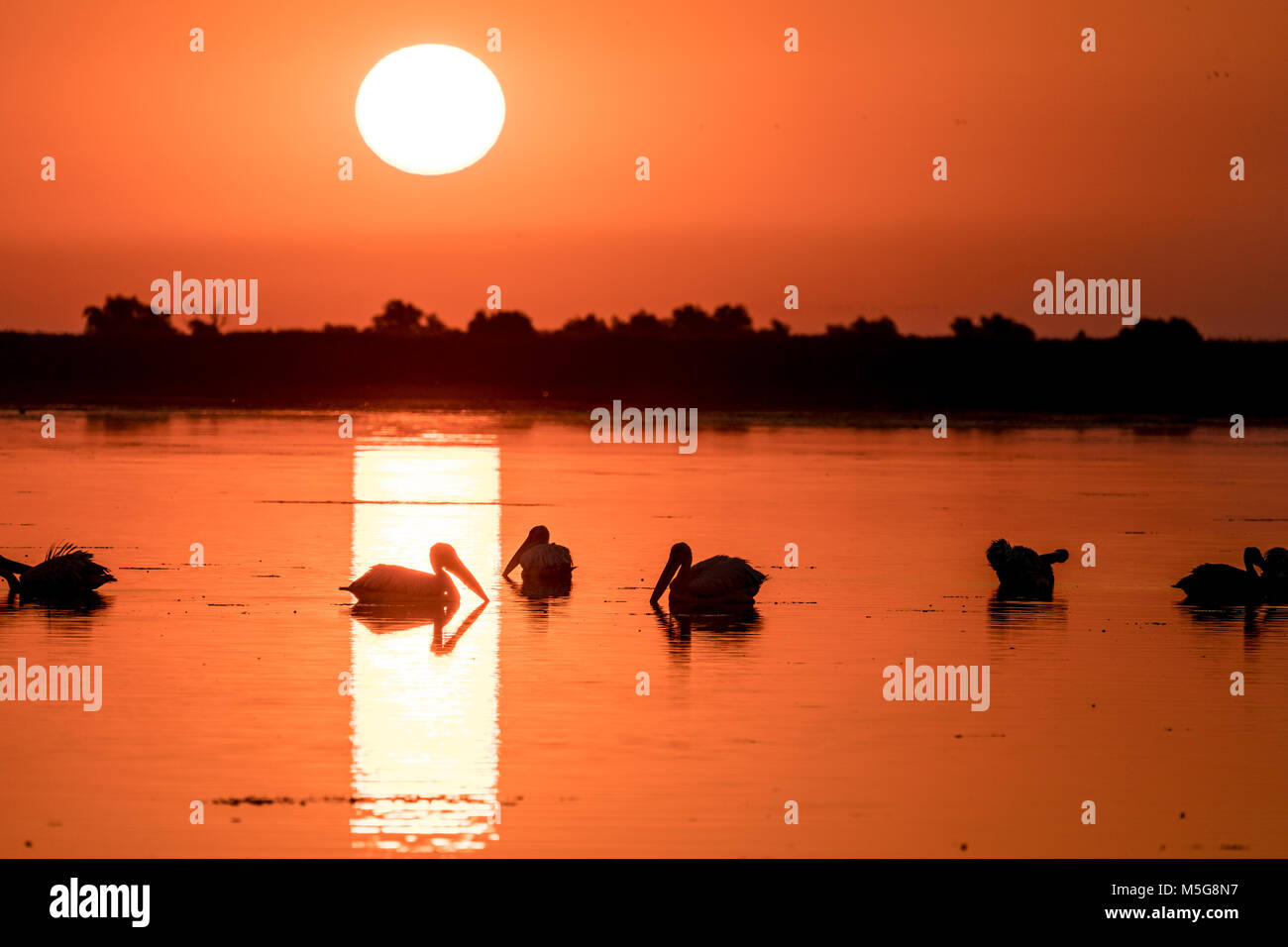 White Pelican colony in Danube Delta Romania Stock Photo