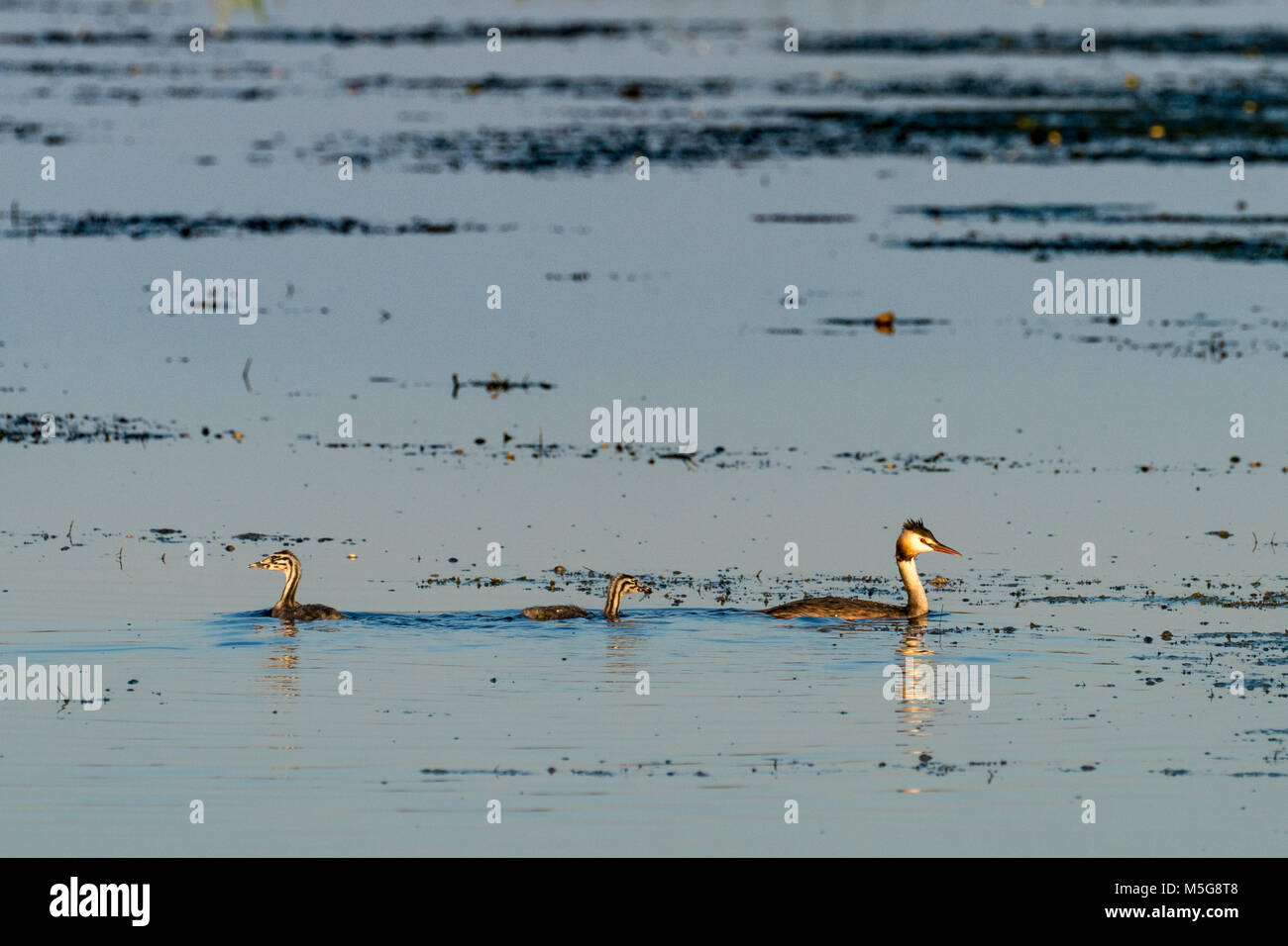 Great crested grebe (Podiceps cristatus) with chicks Stock Photo