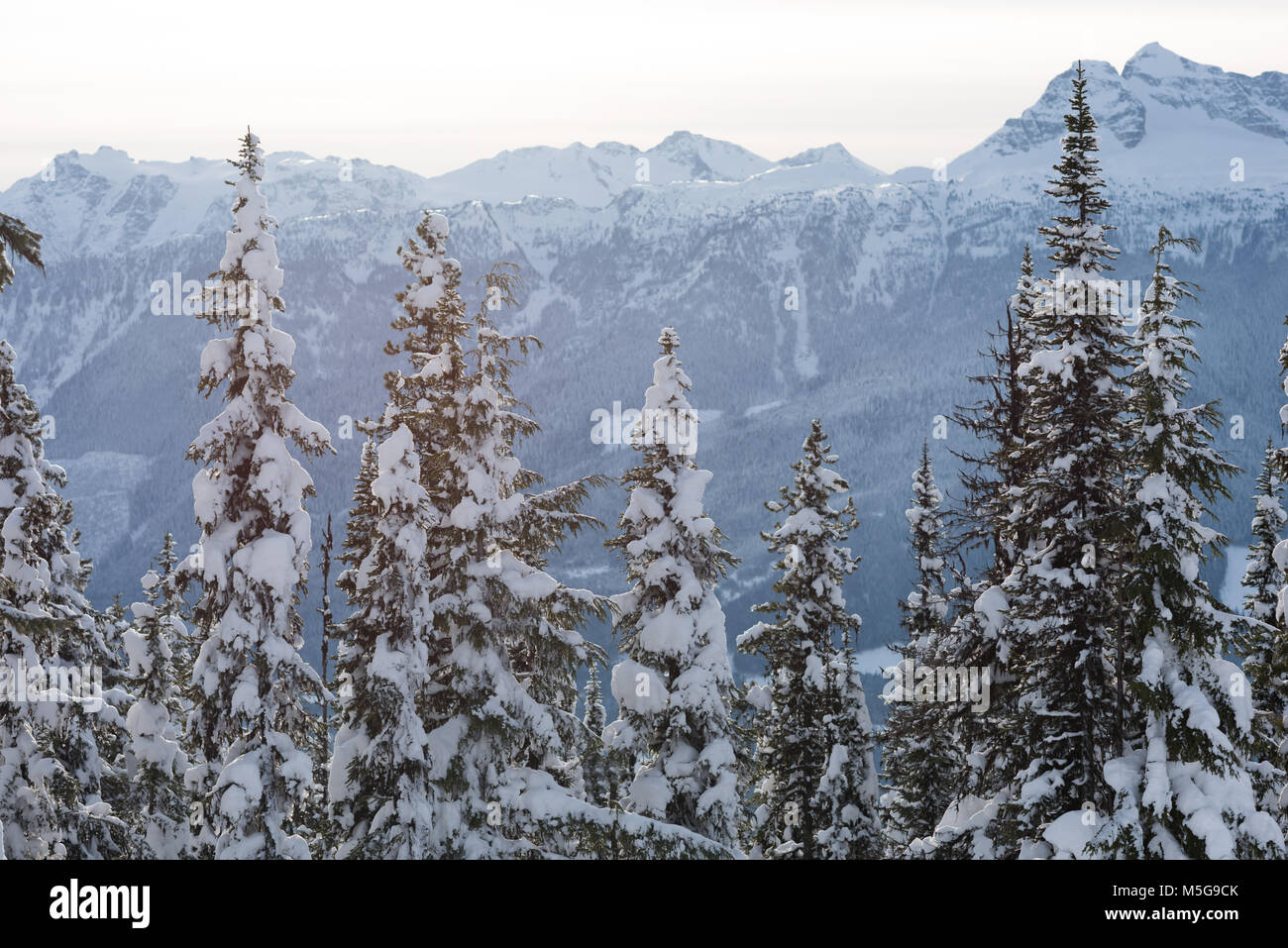 Beautiful snow covered mountain and pine tree Stock Photo - Alamy