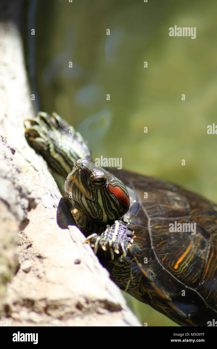 Close up red eared slider turtle hires stock photography and images