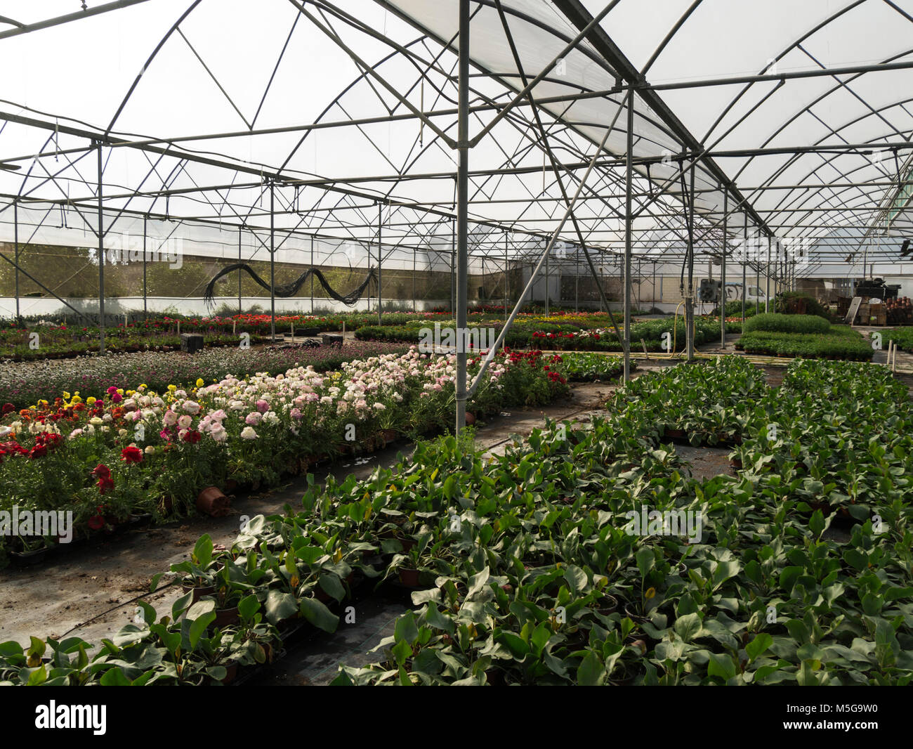 Flower plants and seedlings growing in a polytunnel in a garden nursery