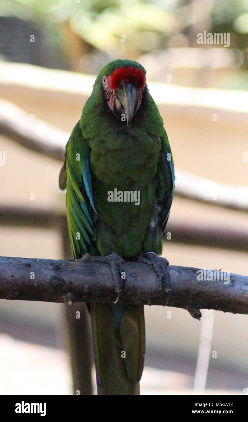 Great green macaw (Ara ambiguus), South Africa Stock Photo