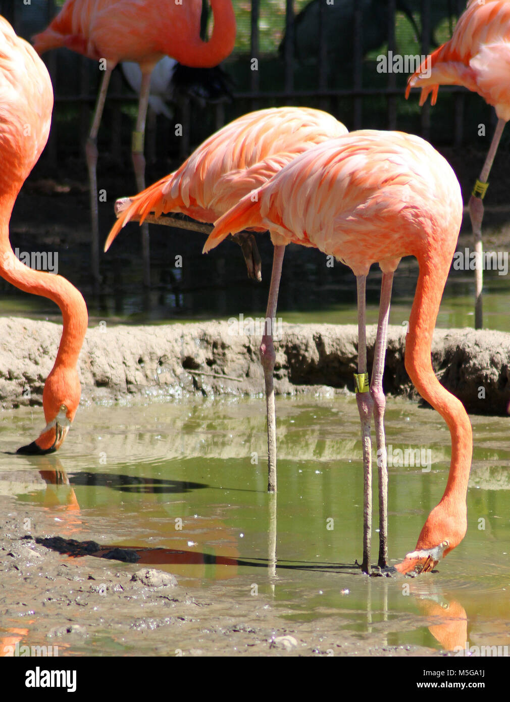American flamingo (Phoenicopterus ruber), South Africa Stock Photo