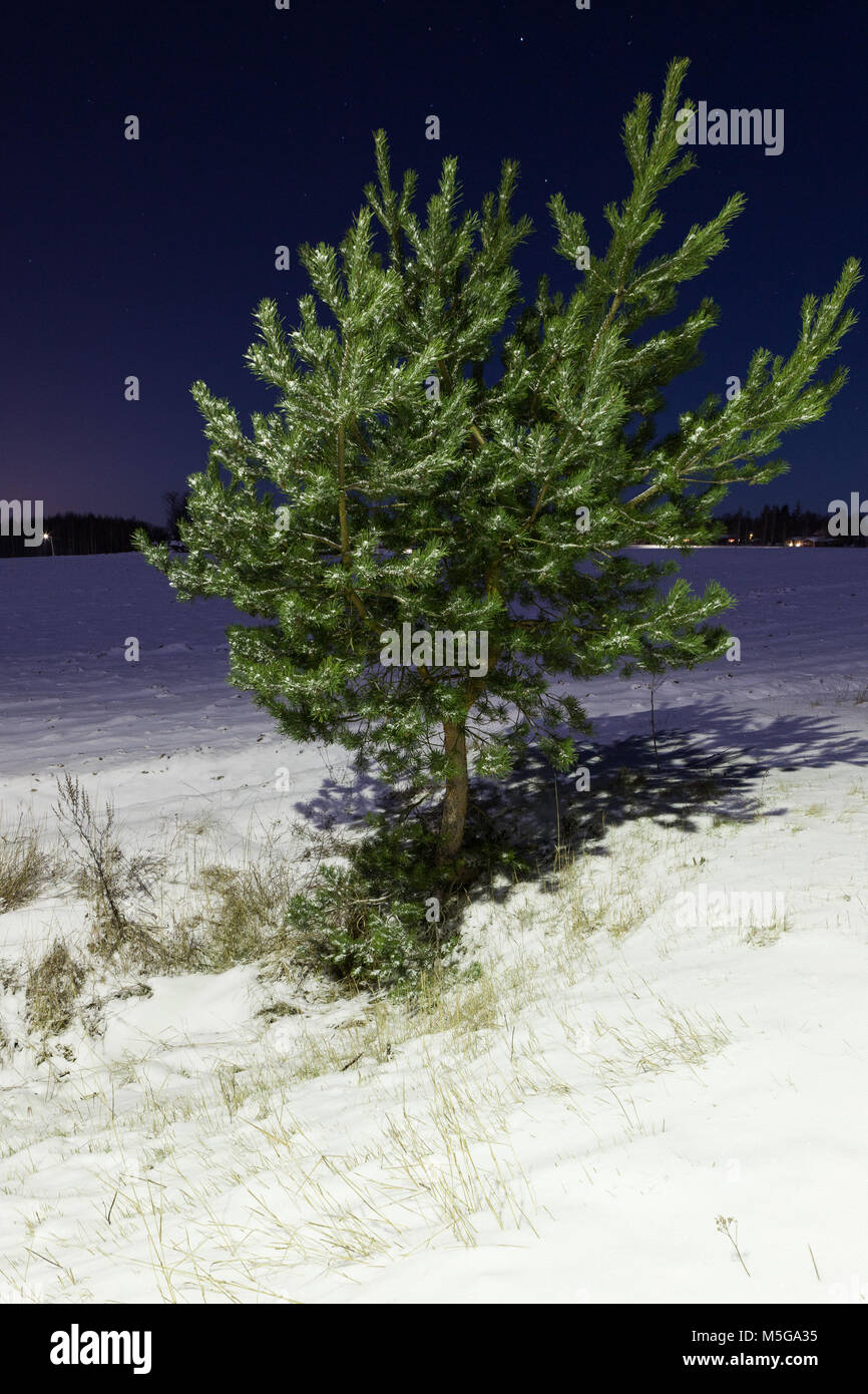 Small pine tree at winter night Stock Photo