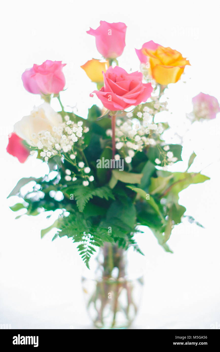 Roses of different colors Stock Photo