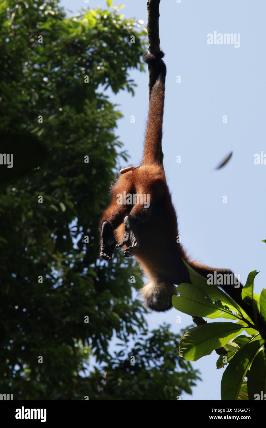 Spider Monkey (Ateles geoffroyi). Corcovado National Park, Osa Peninsula, Costa Rica. Stock Photo