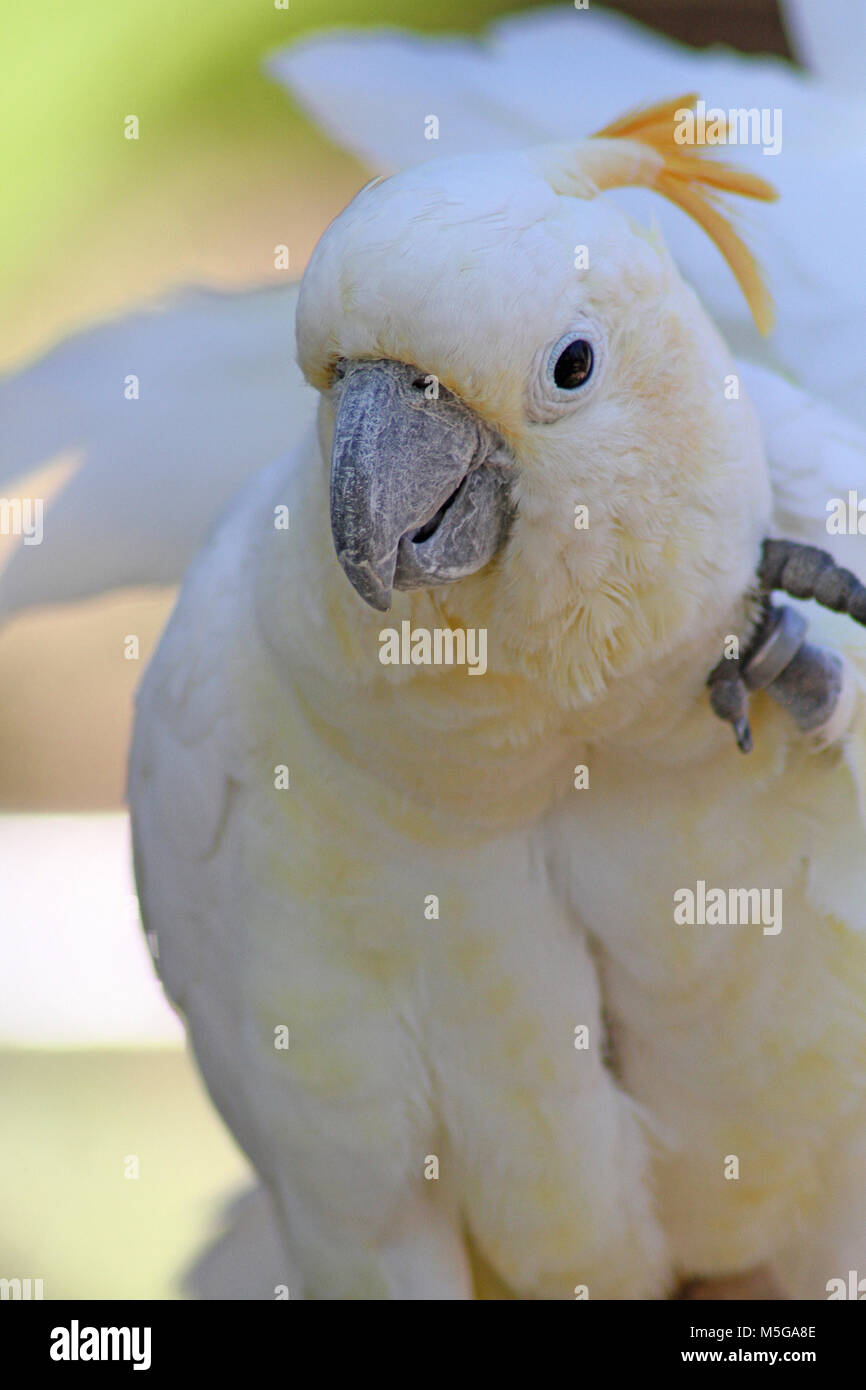 Sulphurcrested cockatoo, Cacatua galerita, South Africa Stock Photo
