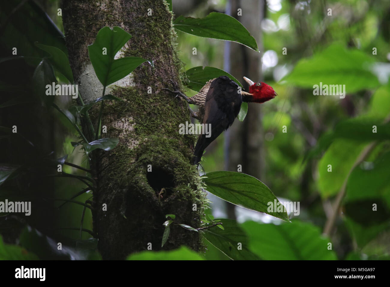 pale-billed woodpecker Costa Rica Corcovado National Park Osa Peninsula Stock Photo