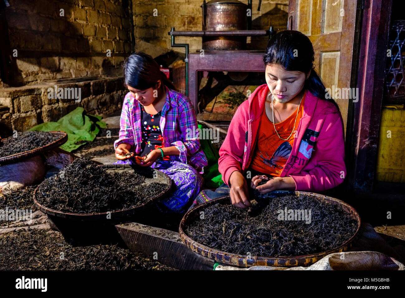 Women of the Palaung hill tribe are sorting out tea leaves in Hin Khar Kone village Stock Photo