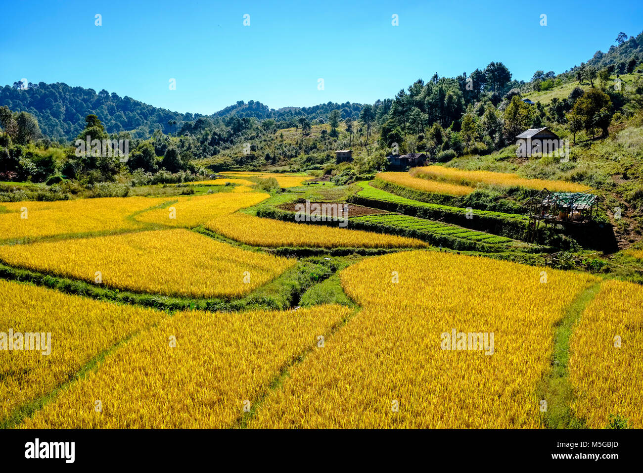 Agricultural landscape with rice fields in the area of the Palaung hill tribe Stock Photo