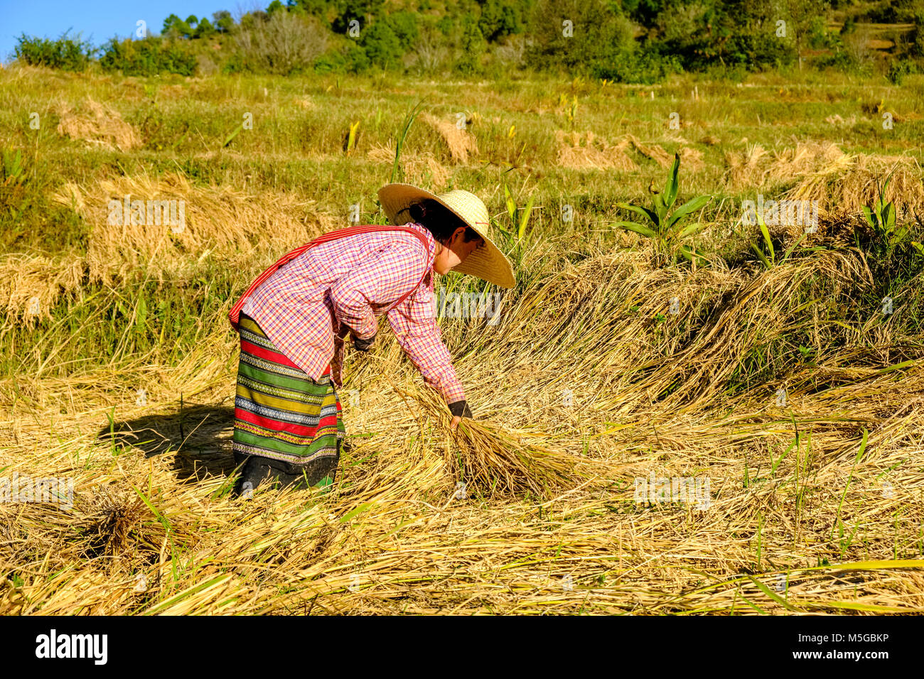 Rice is harvested by a woman on the fields in the hills of the tribal area in the traditional way Stock Photo