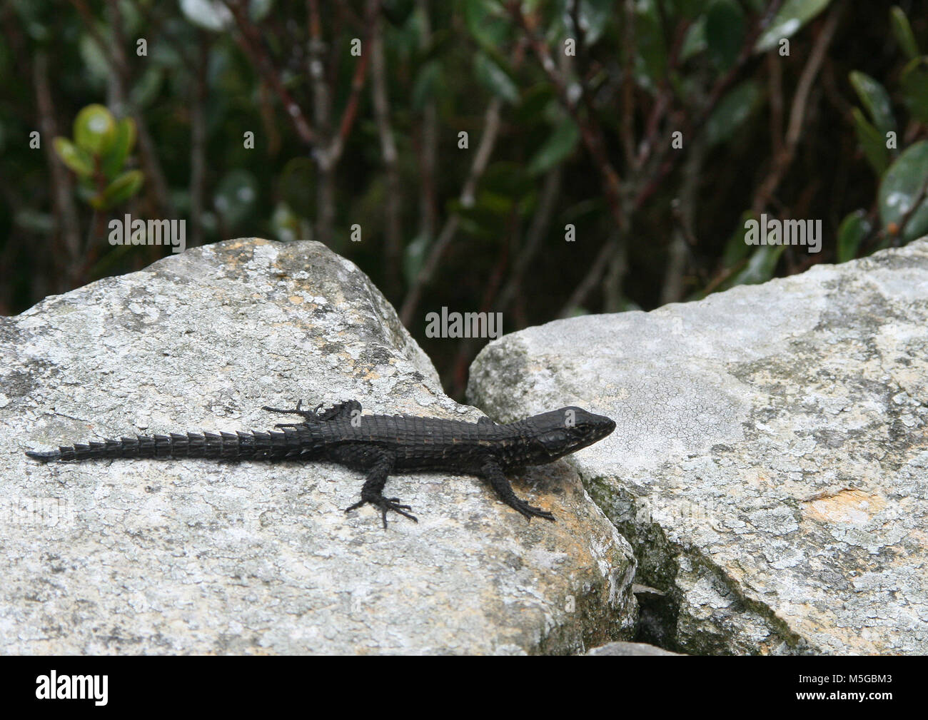 Black Girdled Lizard (Cordylus niger), Cape Point, Cape Town, South Stock Photo: 175537379 - Alamy