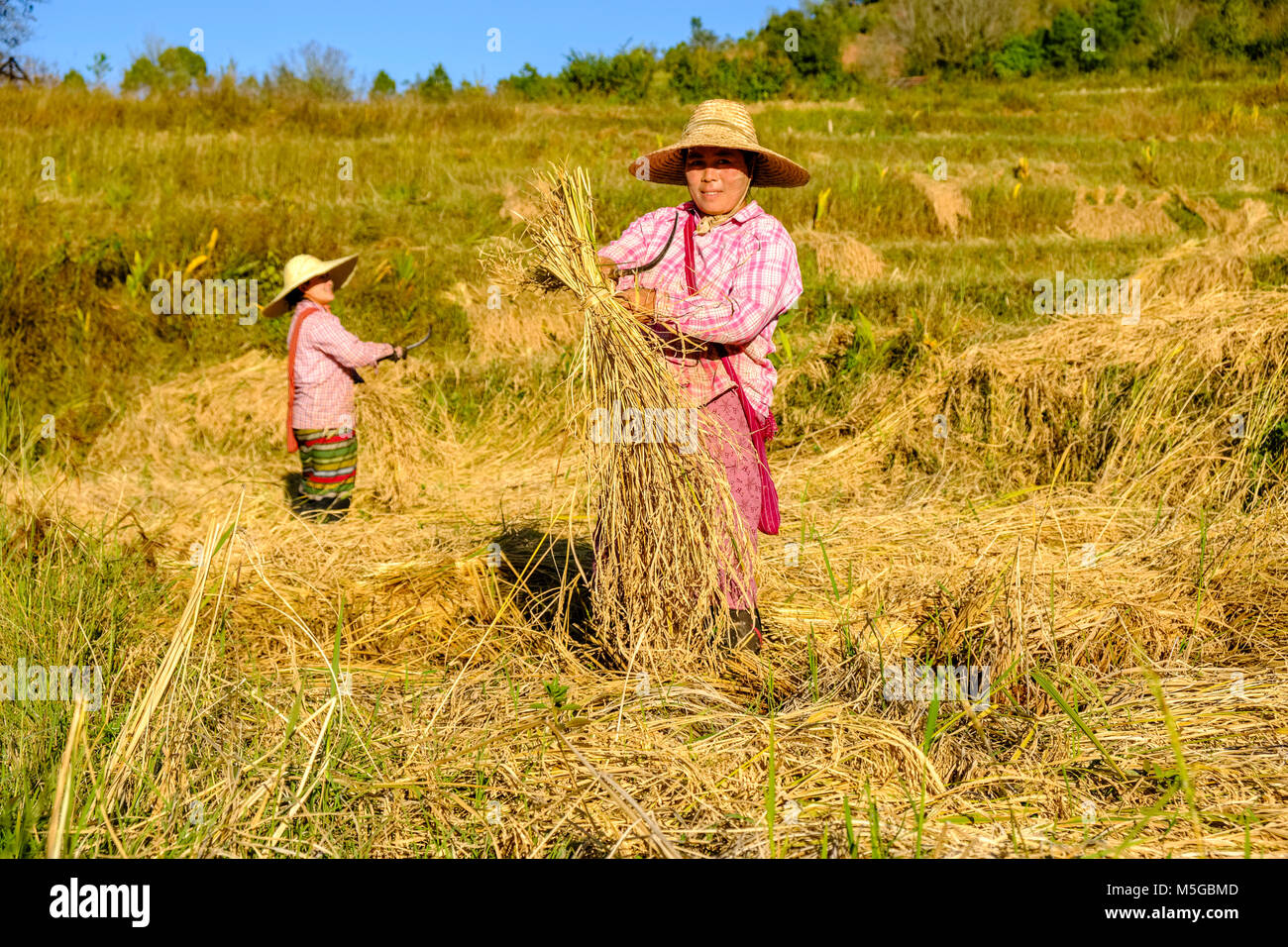 Rice is harvested by women on the fields in the hills of the tribal area in the traditional way Stock Photo