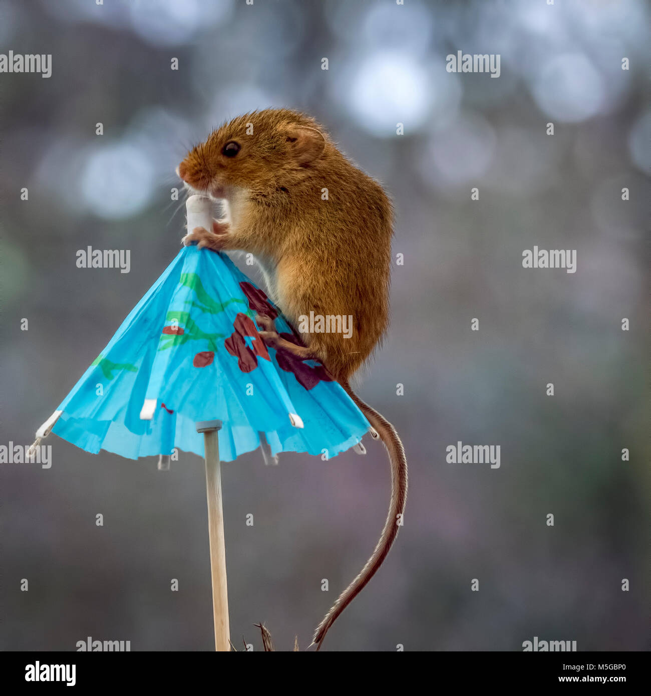 Macro images of Harvest Mice outdoors Stock Photo