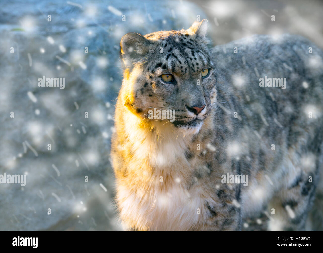 Portrait of captive Snow leopard or ounce Panthera uncia Stock Photo