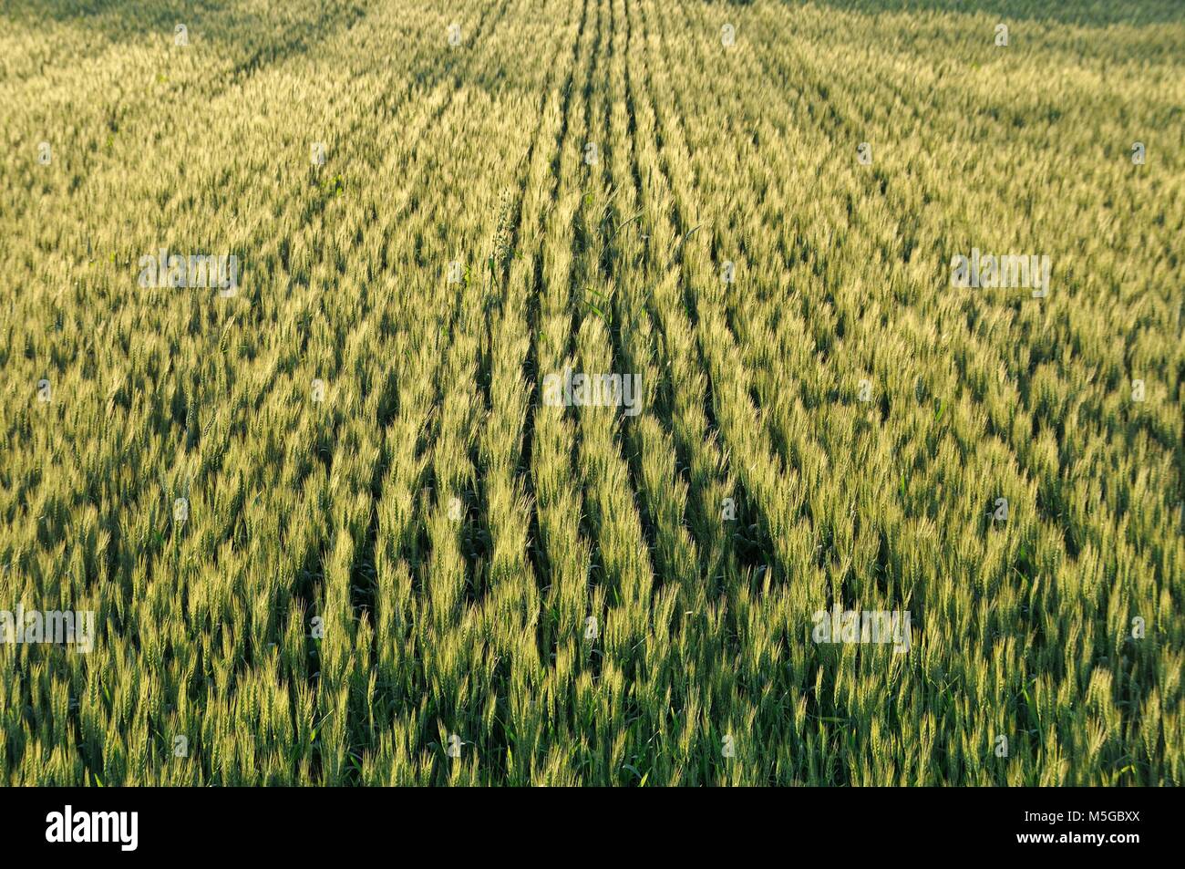 Wheat Plantation High Resolution Stock Photography And Images Alamy