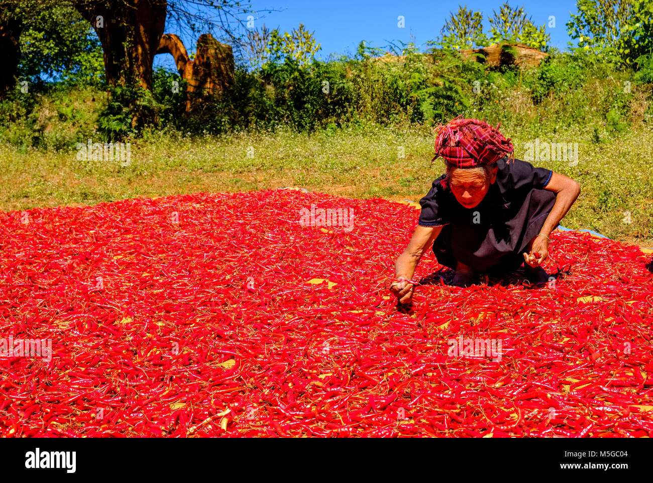 Red chilli tree hi-res stock photography and images - Alamy