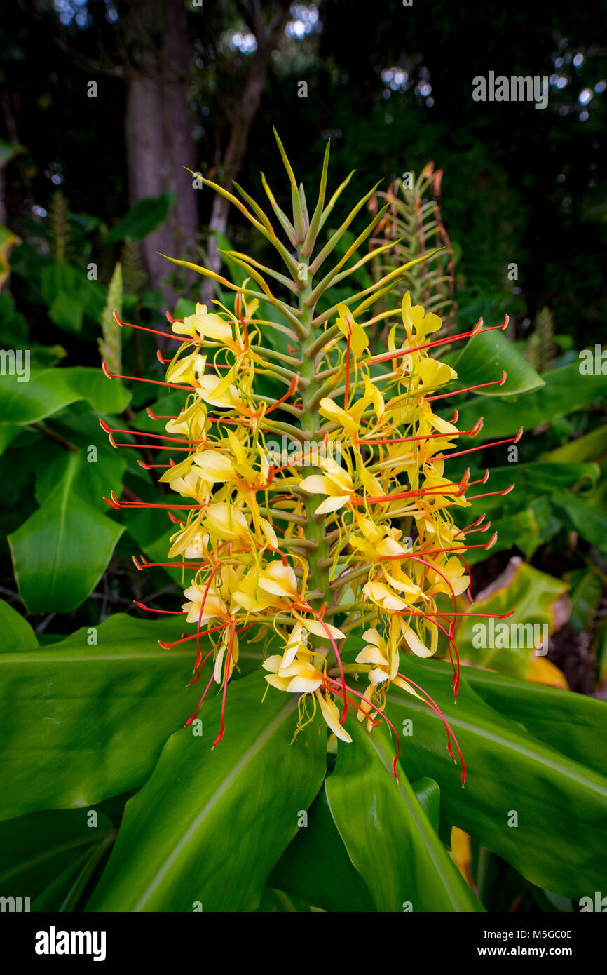 Kahili ginger hires stock photography and images Alamy