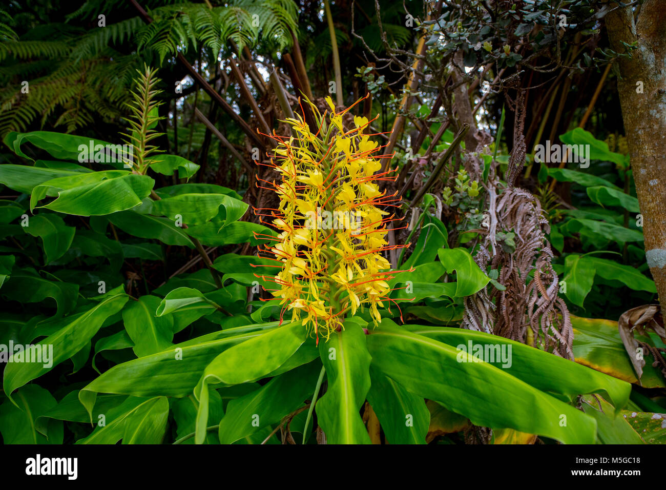 Kahili Ginger, Flower, Hawaii Volcanoes National Park, Island of Hawaii