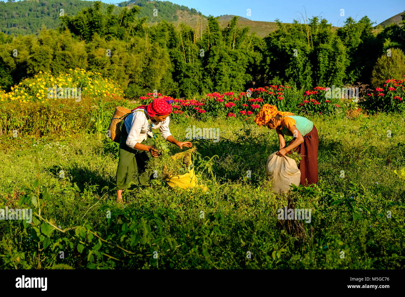 Two farmers women are harvesting greenery in the hills of the tribal area in the traditional way Stock Photo