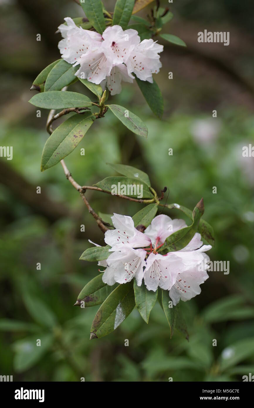 Rhododendron at Clyne gardens, Swansea, Wales, UK. Stock Photo