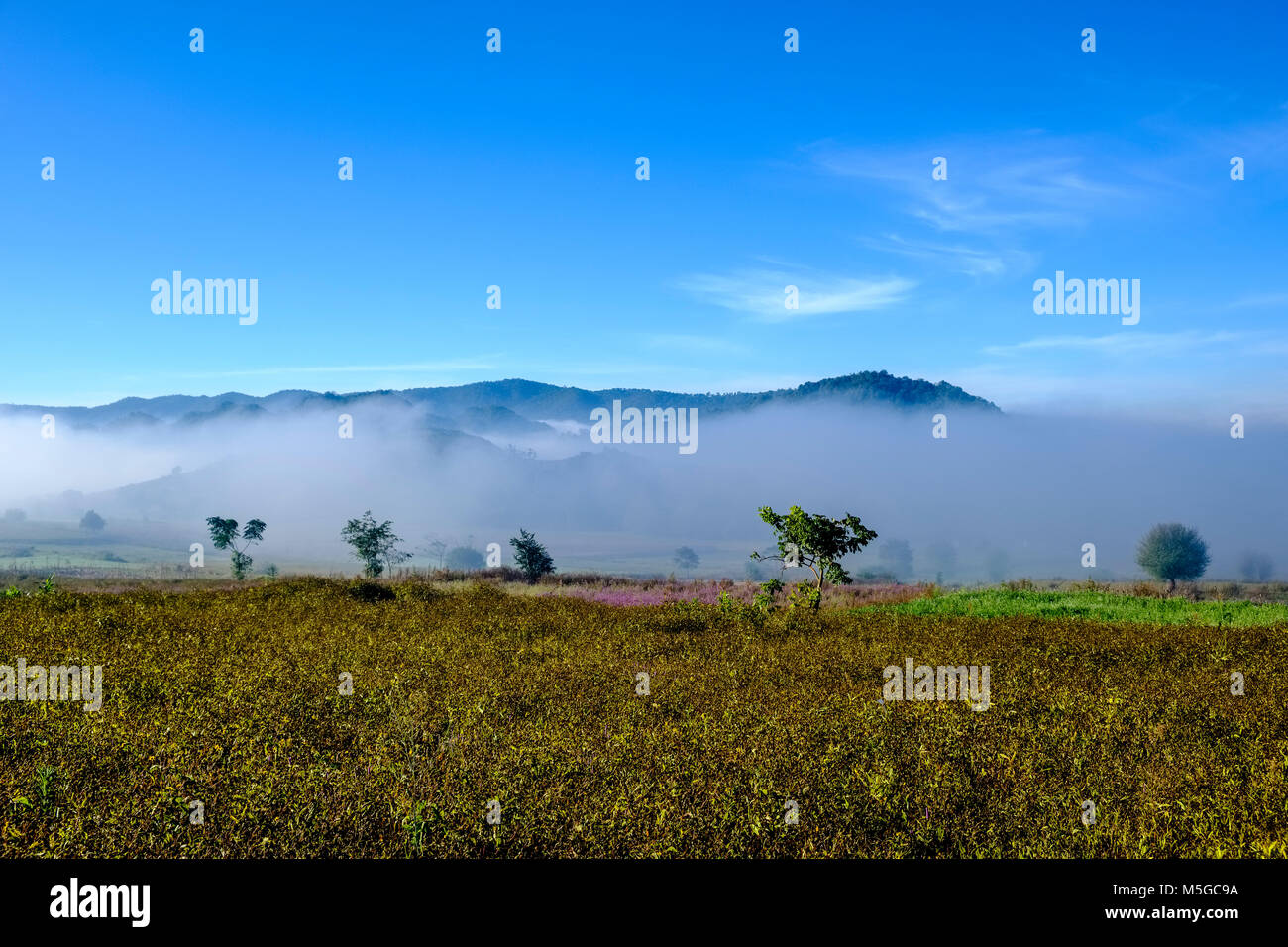Agricultural landscape with fields and bushes in the hills of the tribal area with morning fog Stock Photo