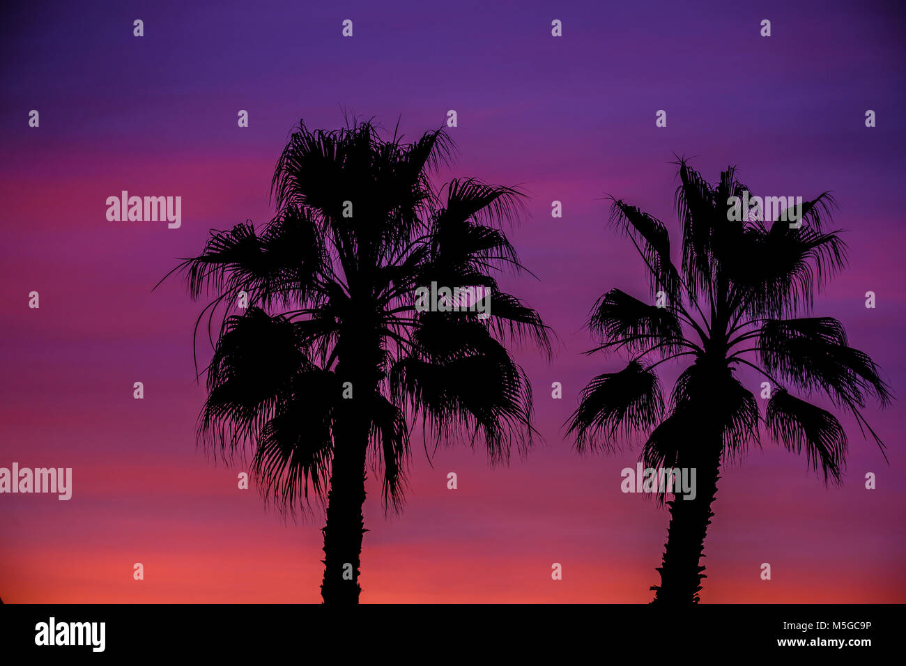 Palm tree sunrise hi-res stock photography and images - Alamy