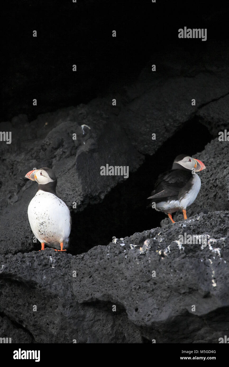 Puffins ( Atlantic Puffin, common puffin) on the cliff of Kirkjufjara beach.Southern region.Iceland Stock Photo