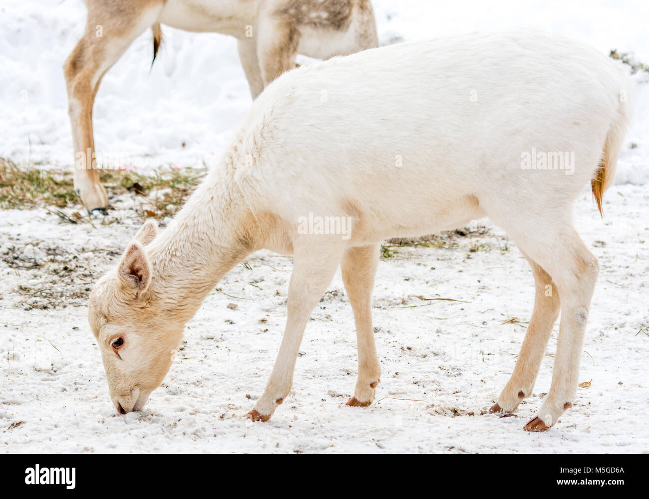 White-Tail Albinos Young Deer Stock Photo