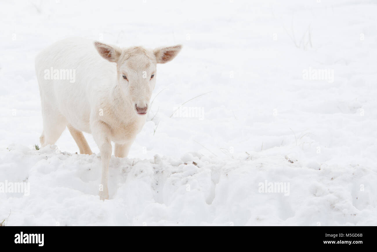 White-Tail Albinos Young Deer Stock Photo