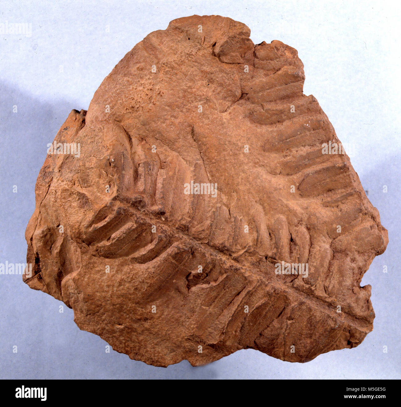 Grand CanyonFossil Fern in Hermit Shale FOSSIL - UNIDENTIFIED SEED 