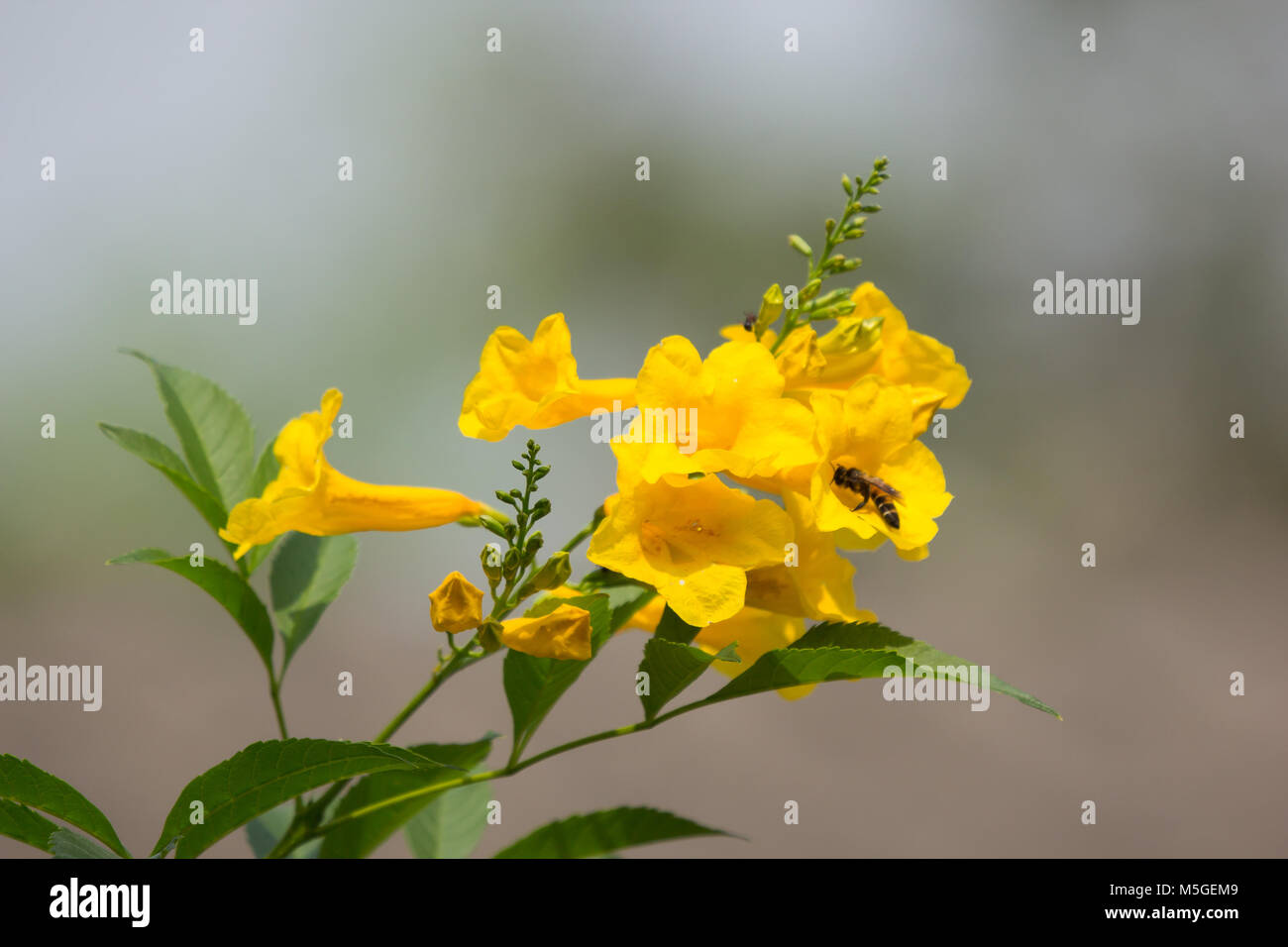 Bee and Yellow flower, Yellow elder, Yellow bells, or Trumpetflower, Scientific name isTecoma stans Stock Photo