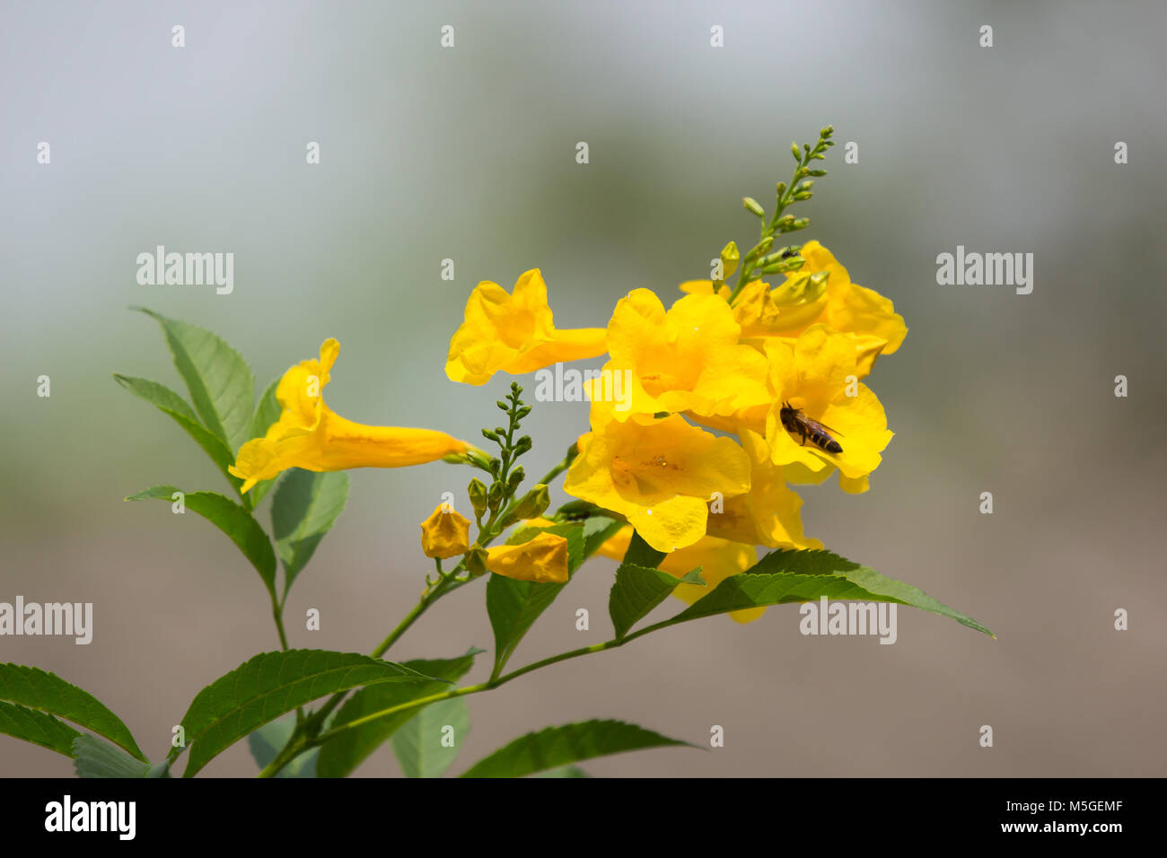 Bee and Yellow flower, Yellow elder, Yellow bells, or Trumpetflower, Scientific name isTecoma stans Stock Photo