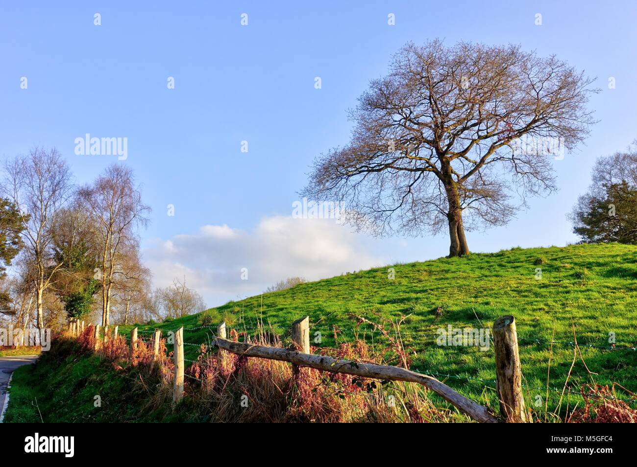 Oak tree ecosystem hi-res stock photography and images - Alamy