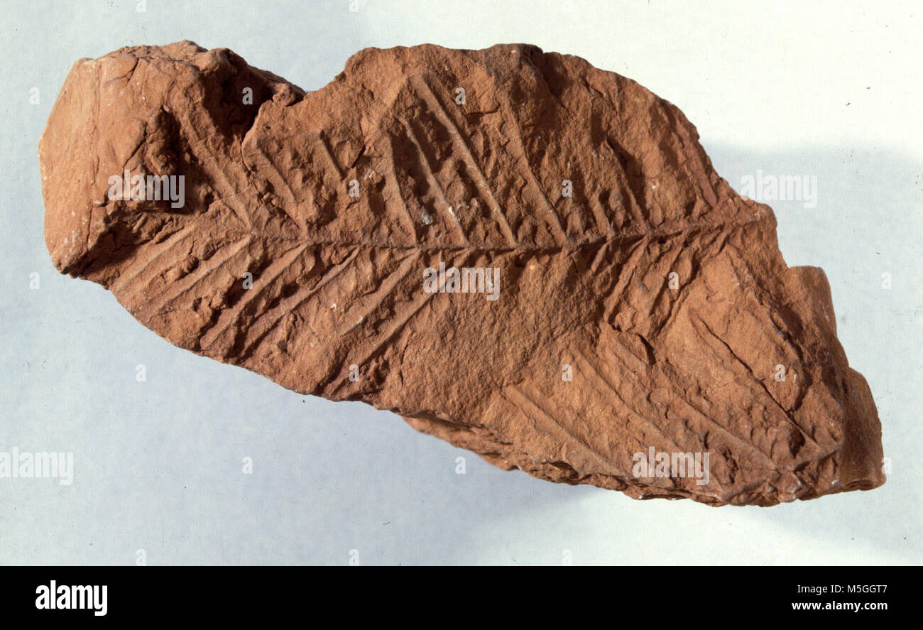 Grand CanyonFossil Fern in Hermit Shale FOSSIL - UNIDENTIFIED SEED 