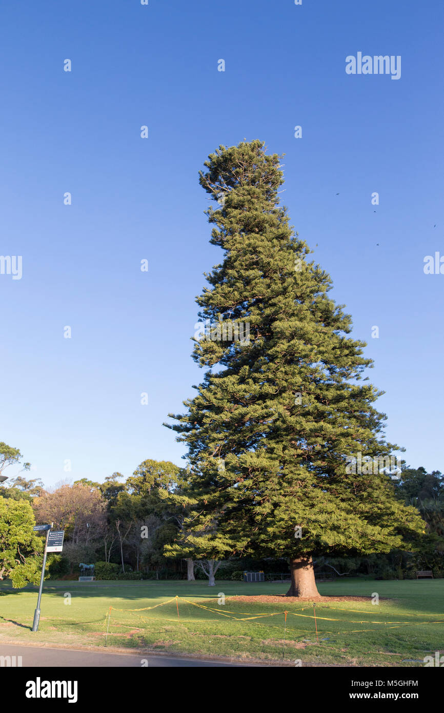 Cone shaped tree hi-res stock photography and images - Alamy
