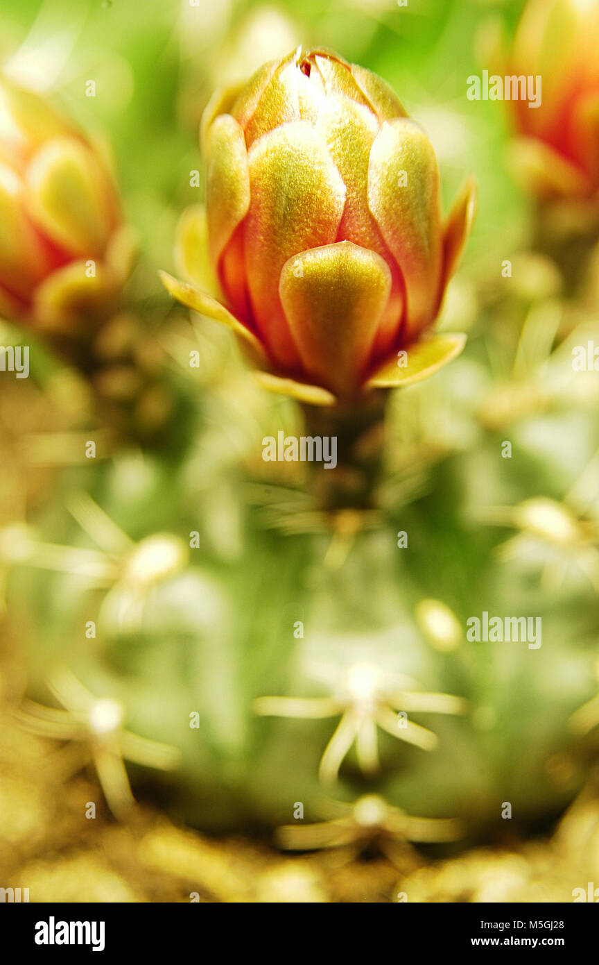 Close-up dried flowers, dried plants macro photography. Stock