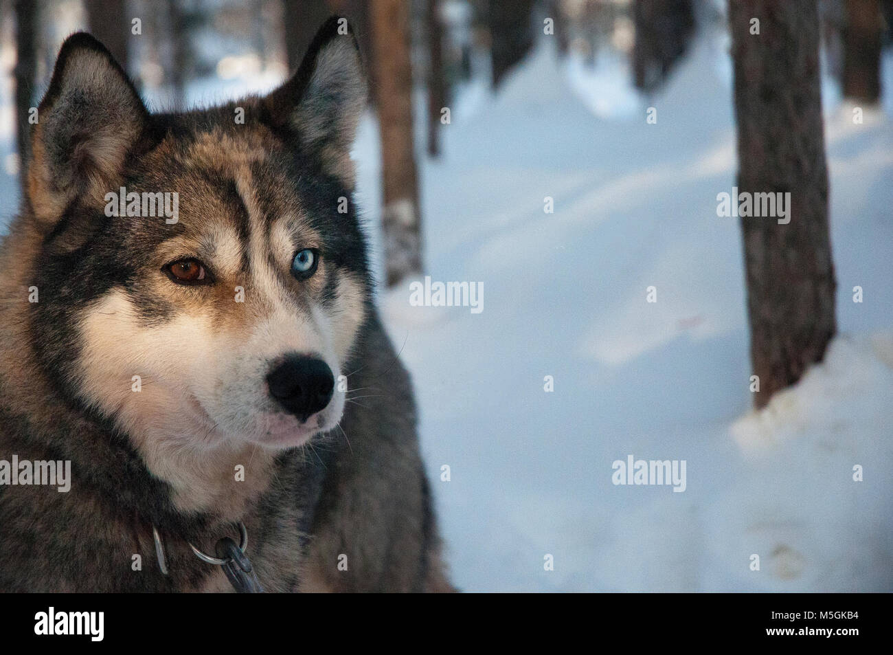 Pack of  dogs sledding on the cold ice in the wonderland of Lapland Finland Stock Photo