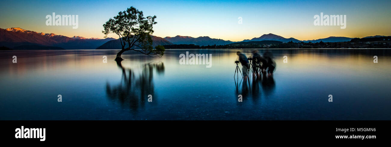 Wanaka tree sun set rise Stock Photo