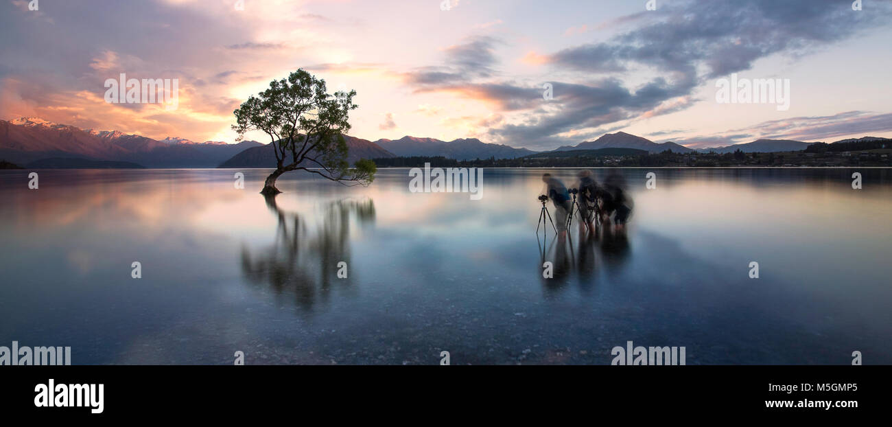 Wanaka tree iconic shot New Zealand photographers Stock Photo