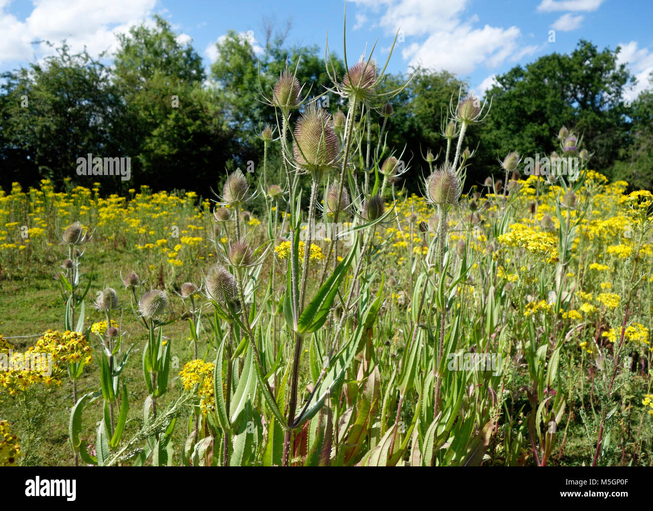 Teasels and ragwort growing in a field Stock Photo