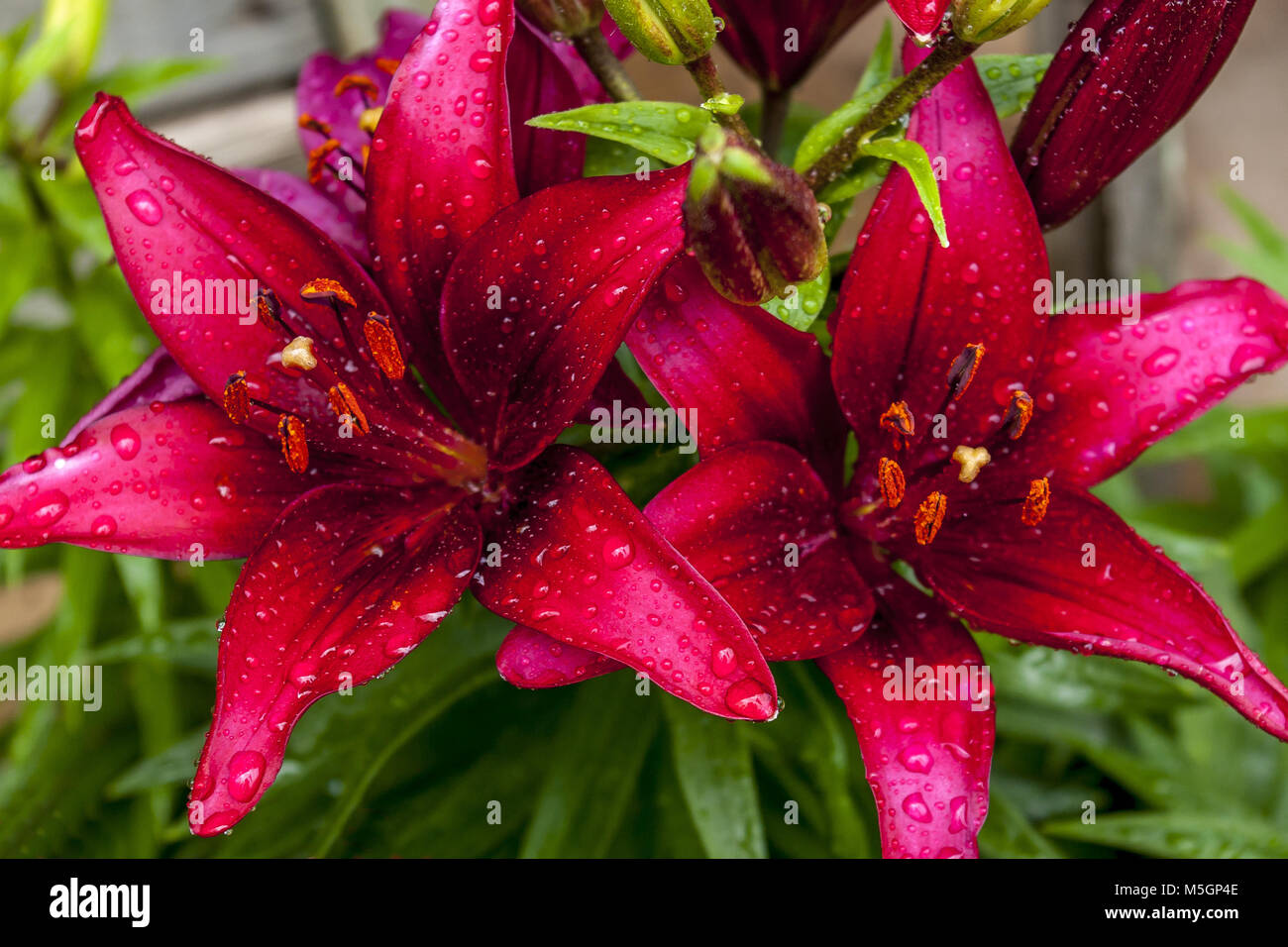 closeup of two wine colored lilies with droplets of water on the petals Stock Photo