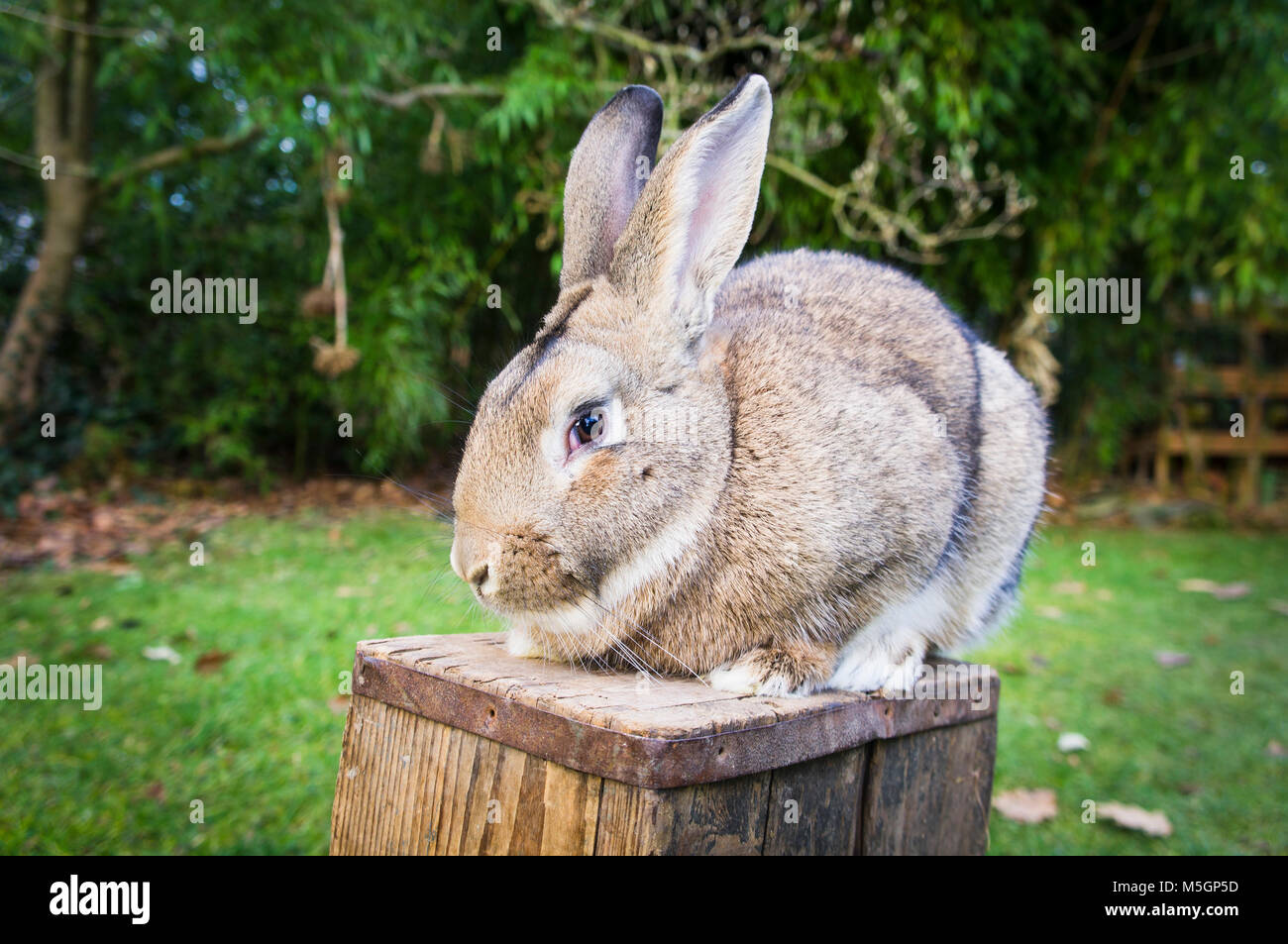 domestic rabbit,straw bedding in hutch Stock Photo Alamy
